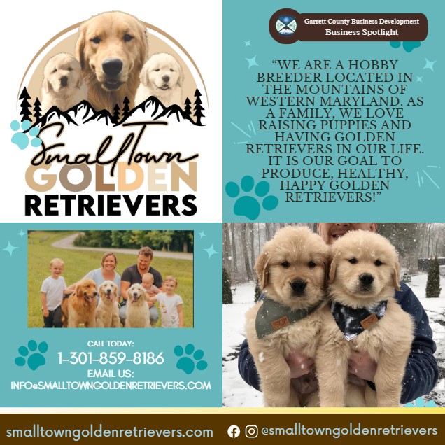 Todays Business Spotlight 🐶 is on Small Town Golden Retreivers! 
Visit them at www.smalltowngoldenretrievers.com 
Follow us to see more daily Garrett County Business Spotlights!
If you are interested in having your business featured contact Connor Norman at cnorman@garrettcountymd.gov. #BusinessDevelopment #garrettcountymd